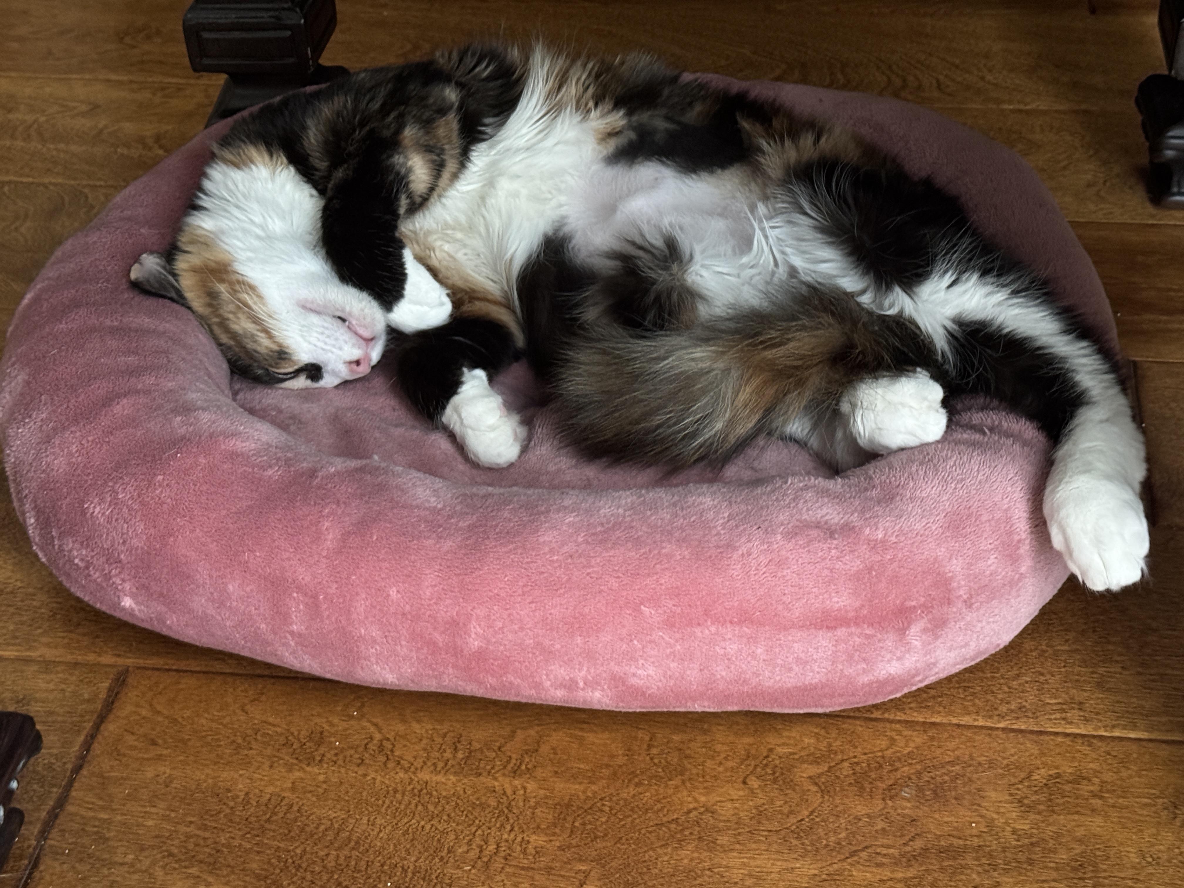 Enlarge Chanel, an adoptable Calico in Brentwood, CA image 2/2