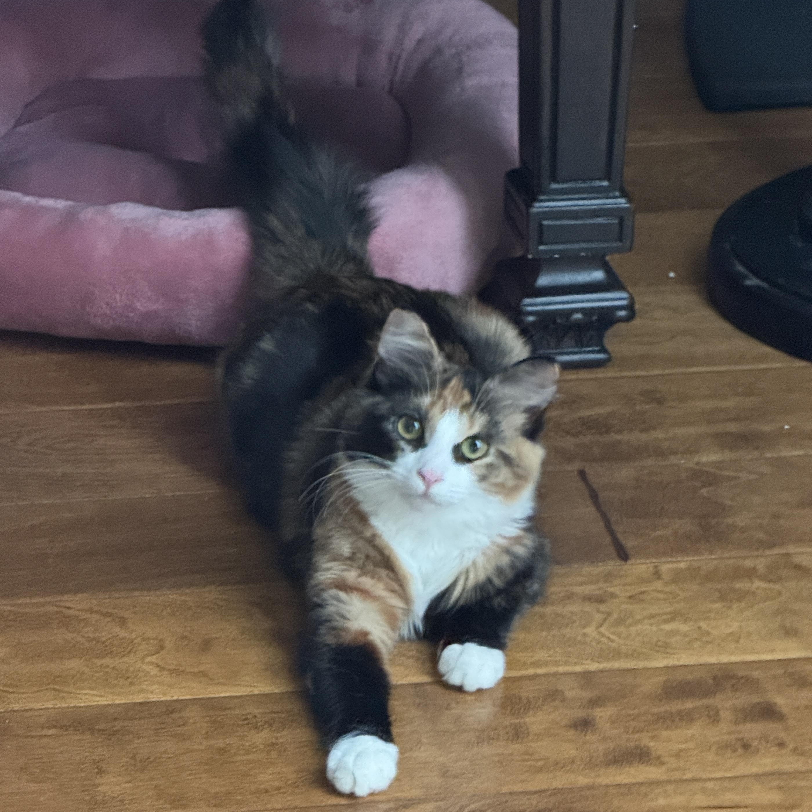 Enlarge Chanel, an adoptable Calico in Brentwood, CA image 1/2