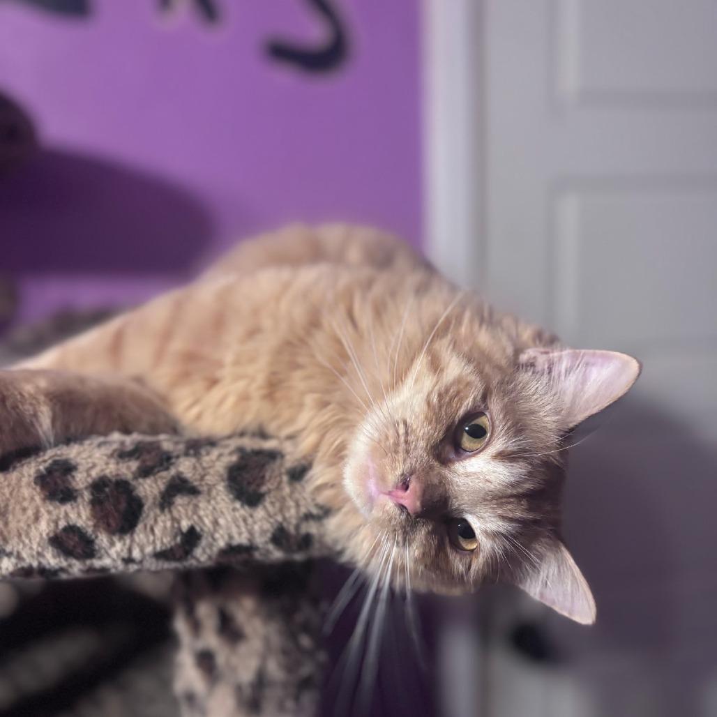 Rufus, Adoptable, Young Male Domestic Medium Hair.