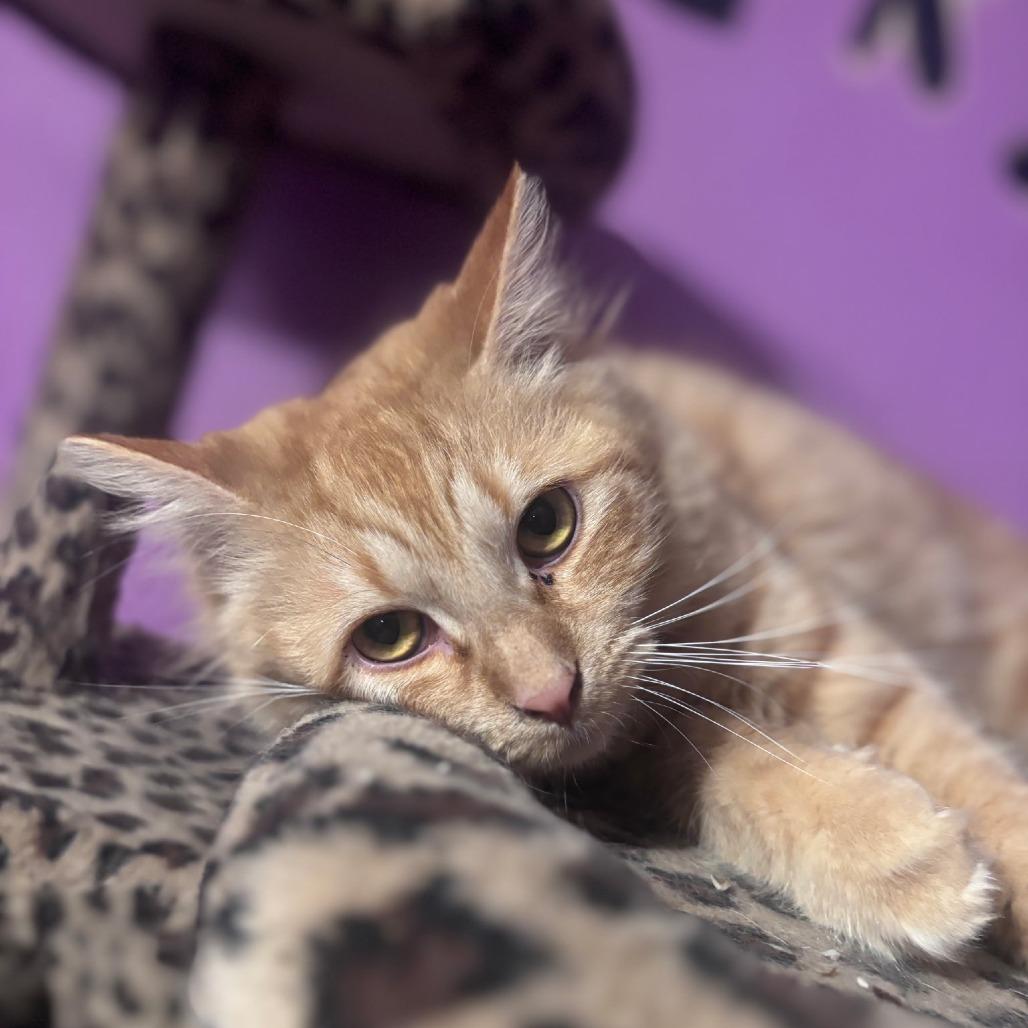 Enlarge Rufus, a Adoptable Domestic Medium Hair in Calimesa, CA image 2/3