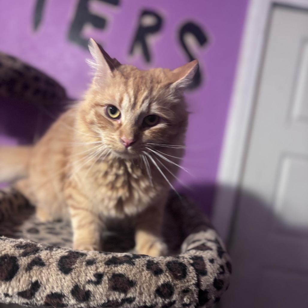 Enlarge Rufus, a Adoptable Domestic Medium Hair in Calimesa, CA image 3/3