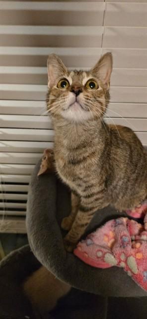 MAMA, Adoptable, Young Female Domestic Short Hair.