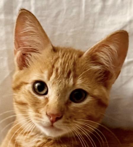 Nugget, ADOPTABLE, Young Male Domestic Short Hair.