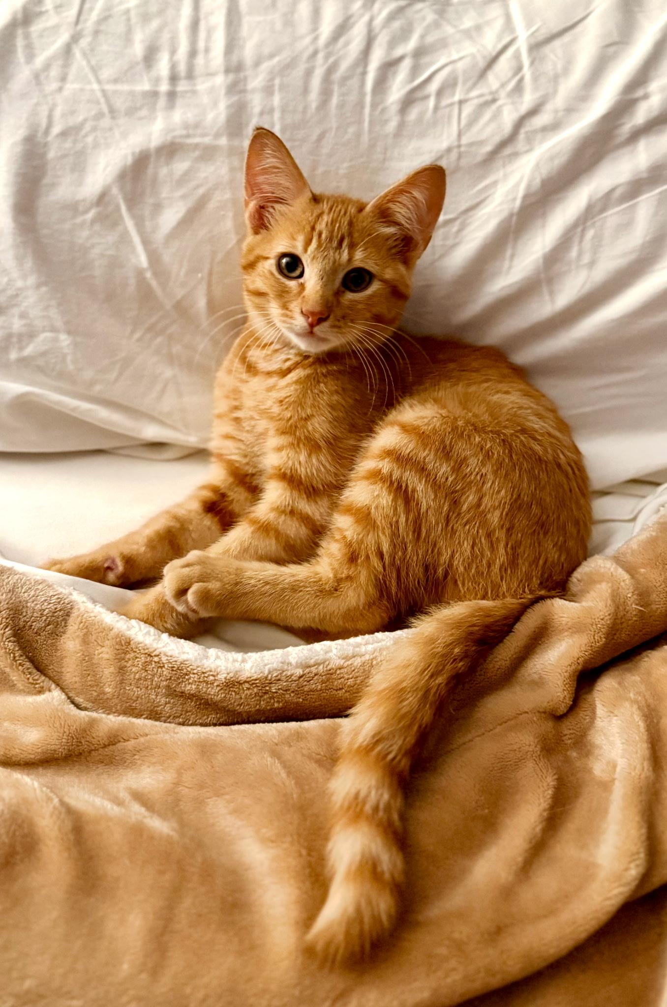 Enlarge Nugget, a ADOPTABLE Domestic Short Hair in Independence, MO image 2/4