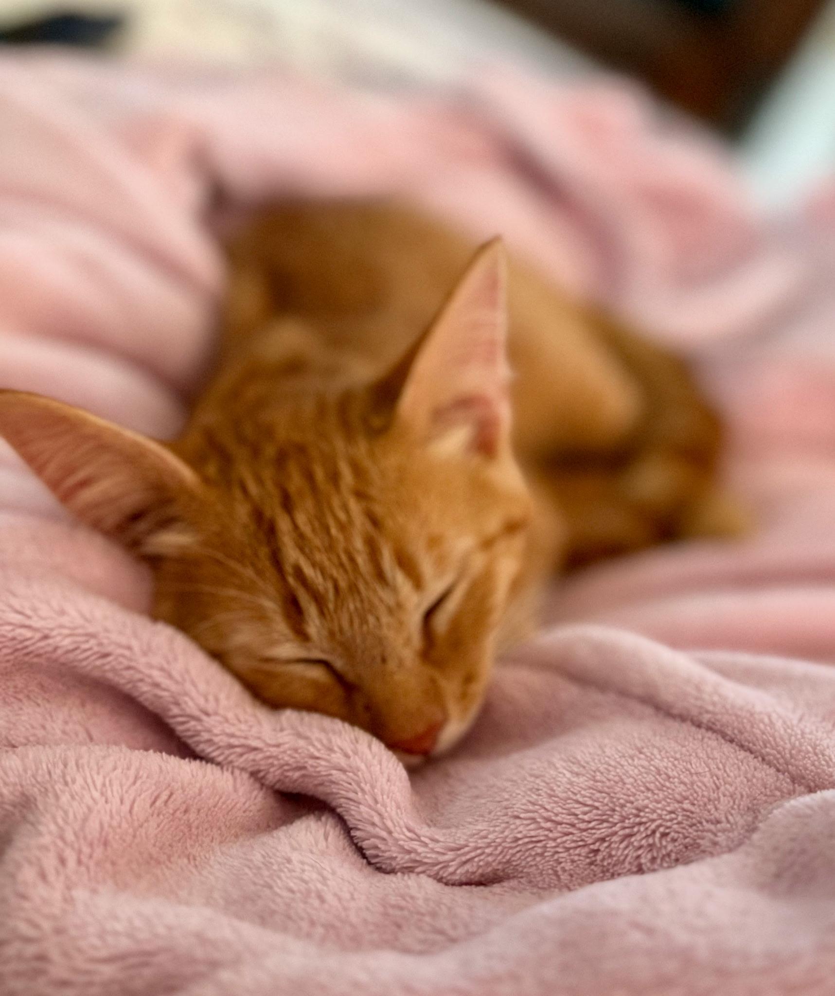Enlarge Nugget, a ADOPTABLE Domestic Short Hair in Independence, MO image 4/4
