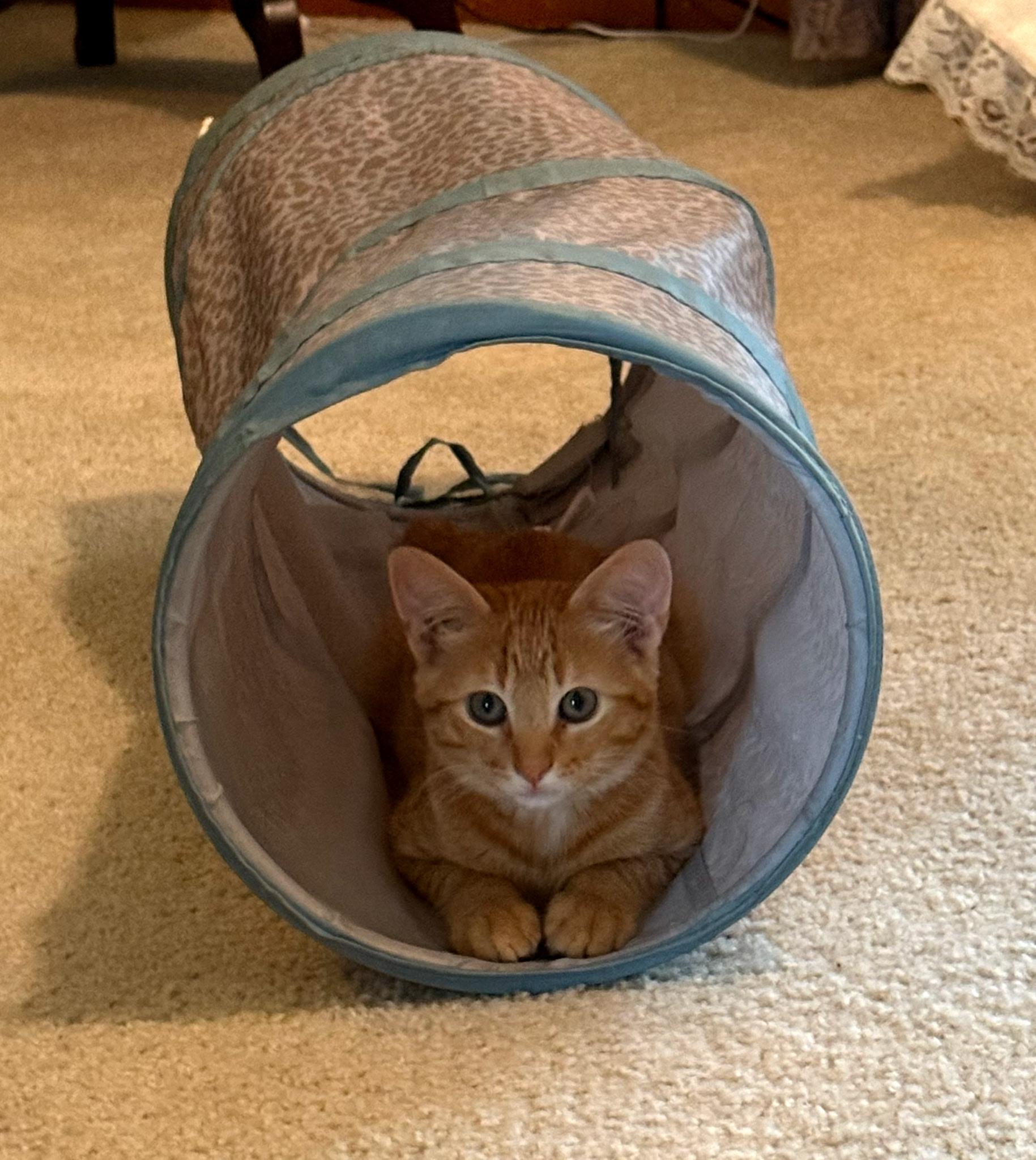 Enlarge Nugget, a ADOPTABLE Domestic Short Hair in Independence, MO image 3/4