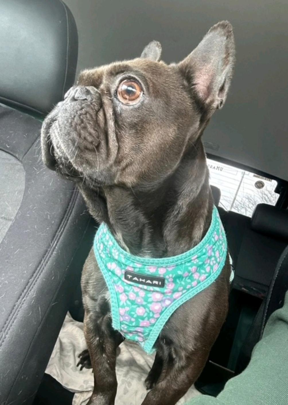 Penelope-French bulldog, ADOPTABLE, Adult Female French Bulldog.