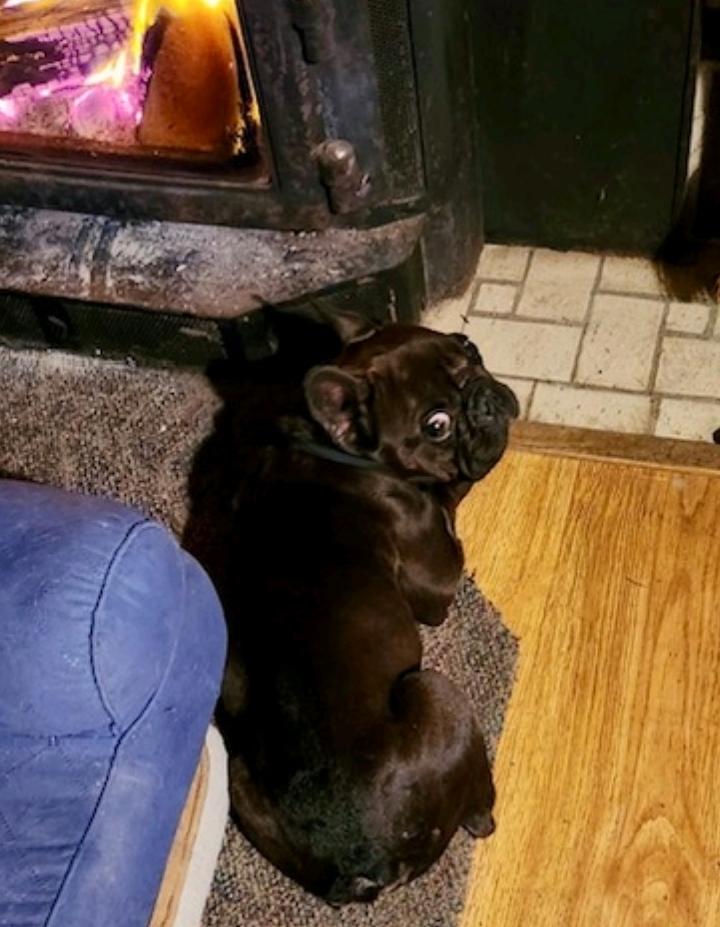 Enlarge Penelope , a ADOPTABLE French Bulldog in Torrington, CT image 2/5