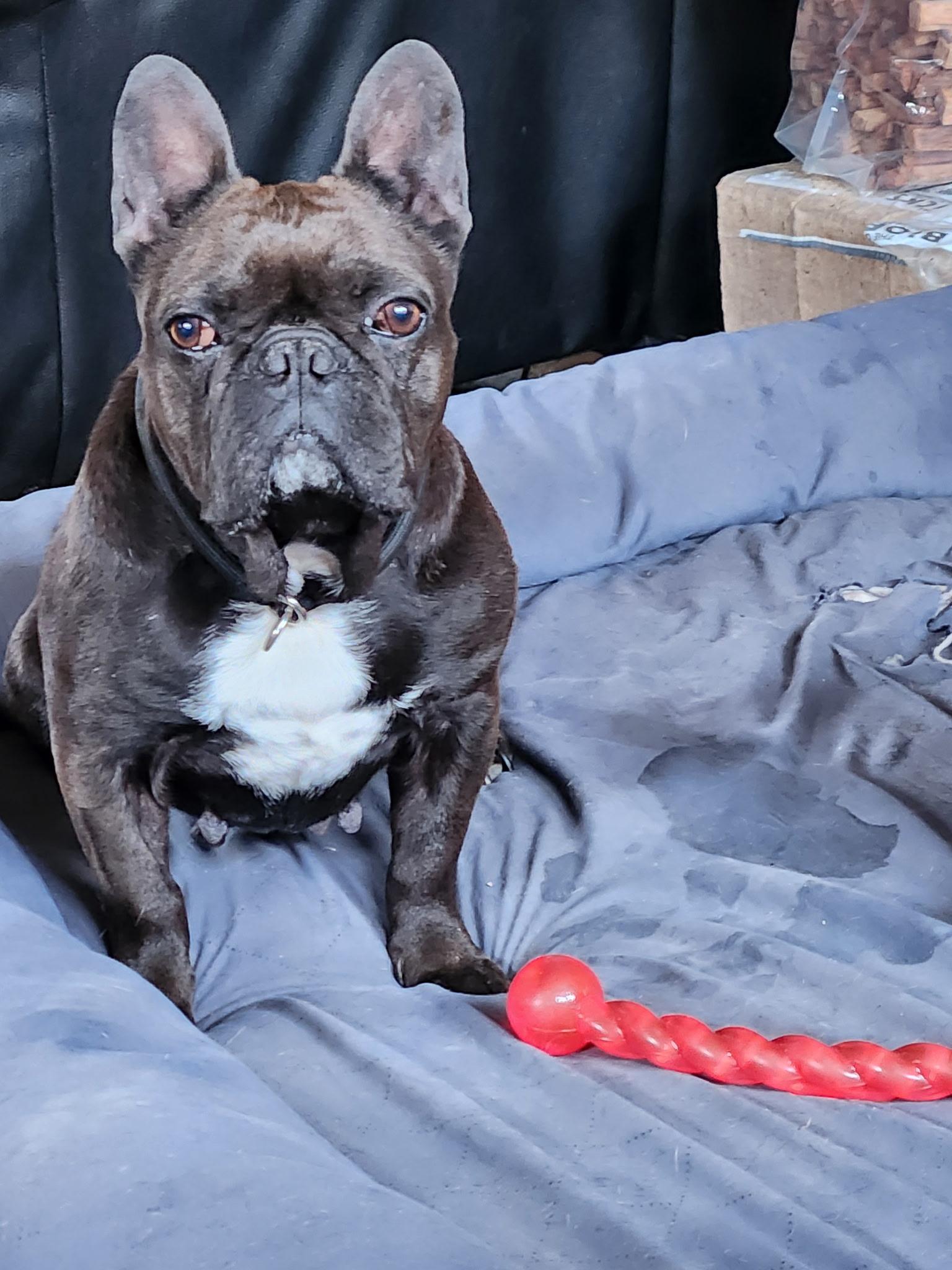 Penelope-French bulldog (Partially sponsored fee), ADOPTABLE, Adult Female French Bulldog.