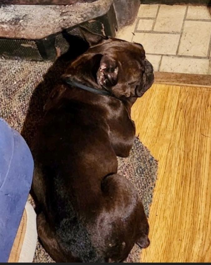 Enlarge Penelope , a ADOPTABLE French Bulldog in Torrington, CT image 3/5