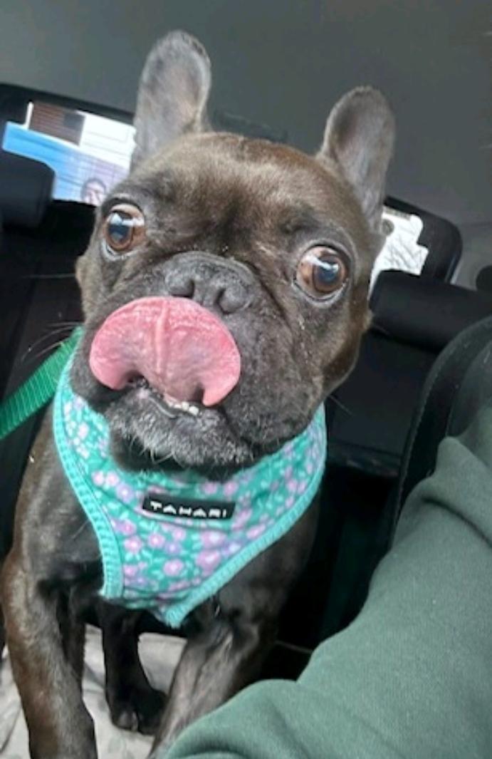 Enlarge Penelope , a ADOPTABLE French Bulldog in Torrington, CT image 1/5
