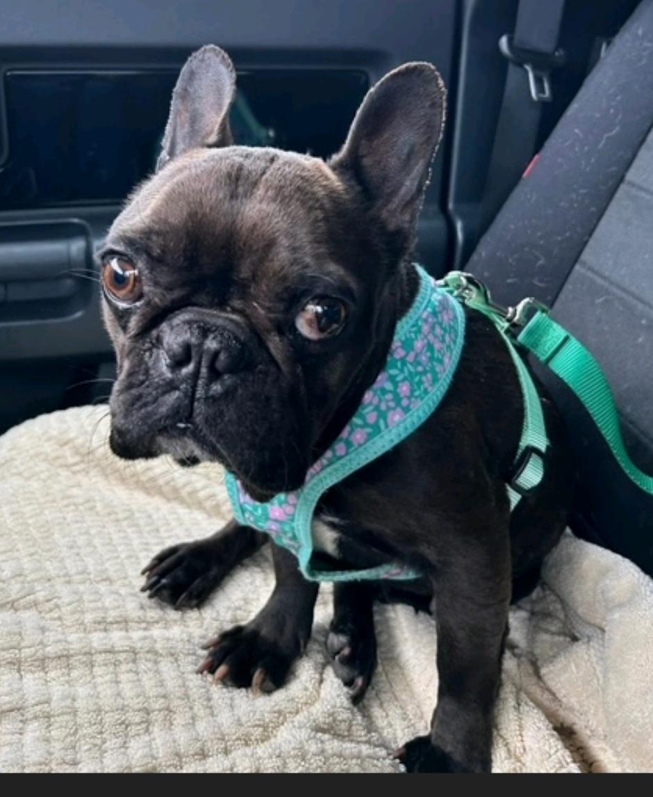 Enlarge Penelope , a ADOPTABLE French Bulldog in Torrington, CT image 4/5