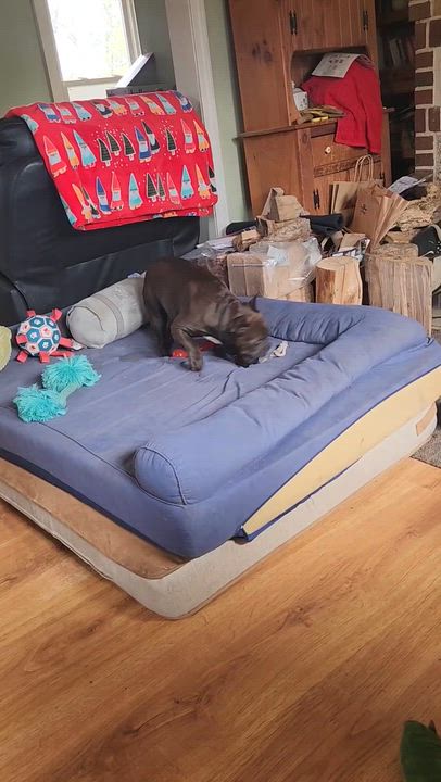 Enlarge Penelope-French bulldog, a ADOPTABLE French Bulldog in Torrington, CT video 5/5