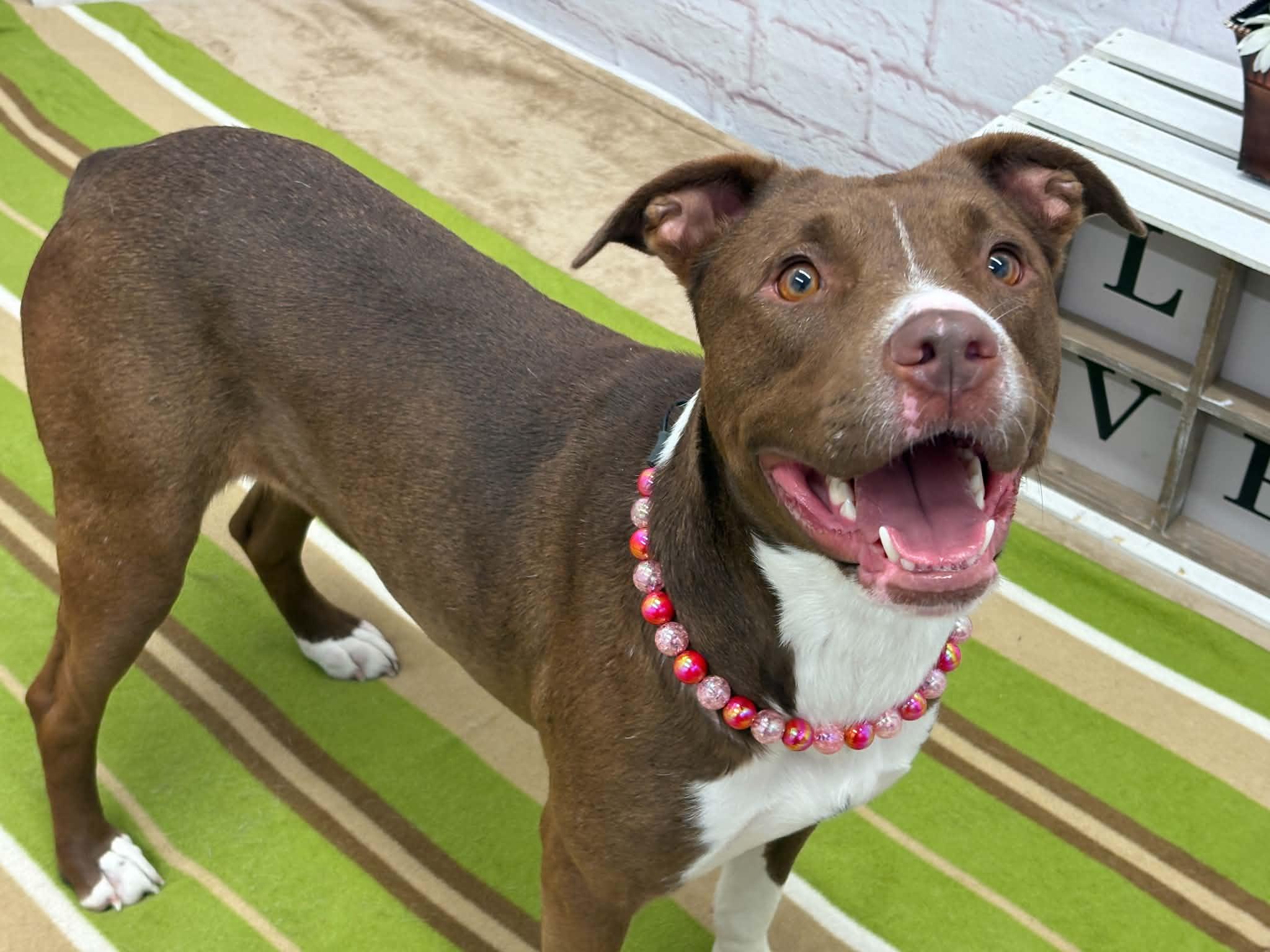 Enlarge Ellie, a Adoptable mixed breed in Oxford, MI image 2/6