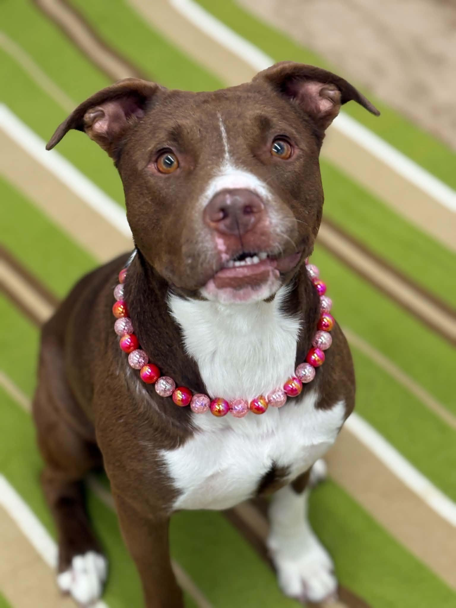 Enlarge Ellie, a Adoptable mixed breed in Oxford, MI image 4/6