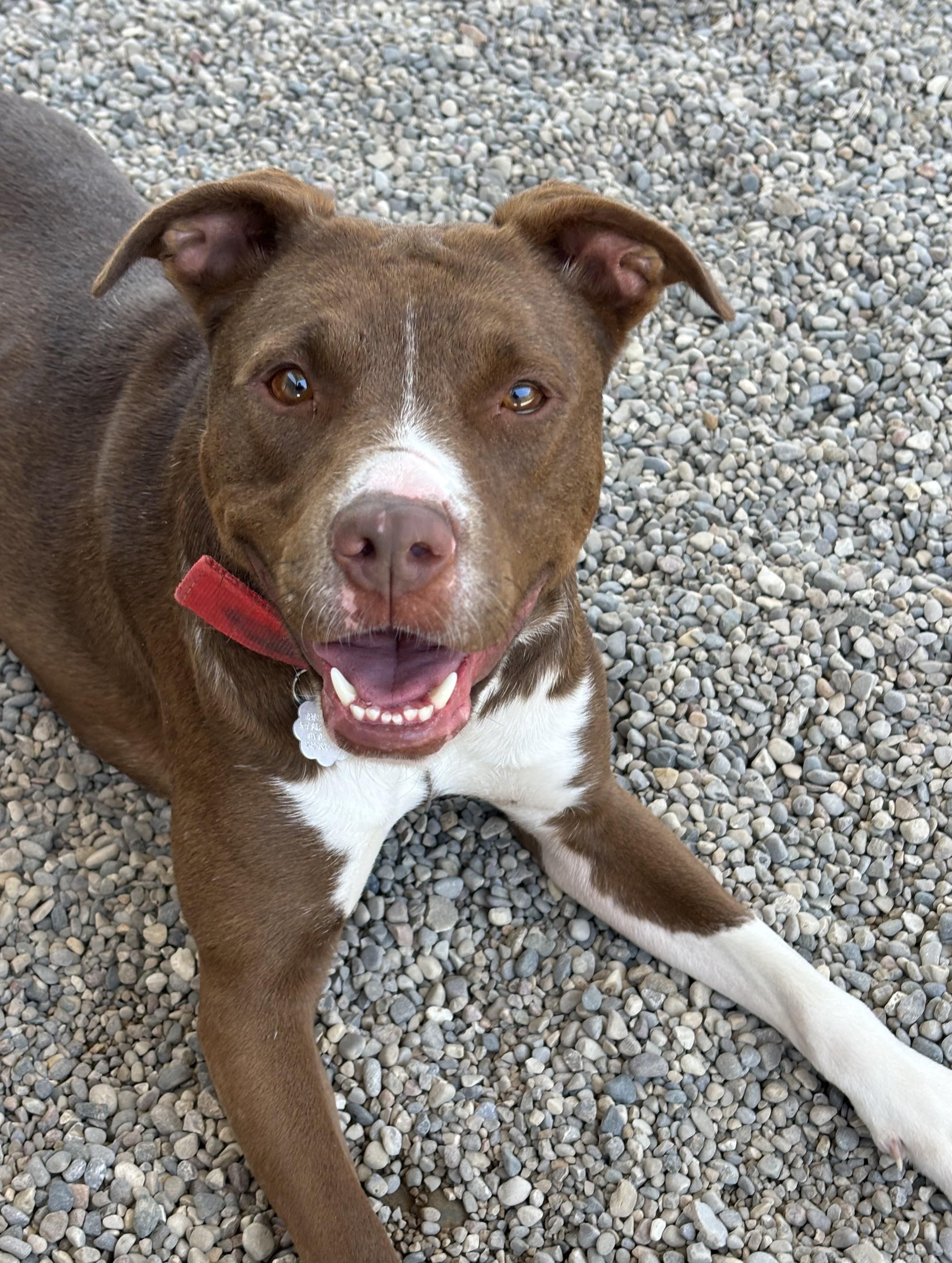 Enlarge Ellie, a Adoptable mixed breed in Oxford, MI image 6/6