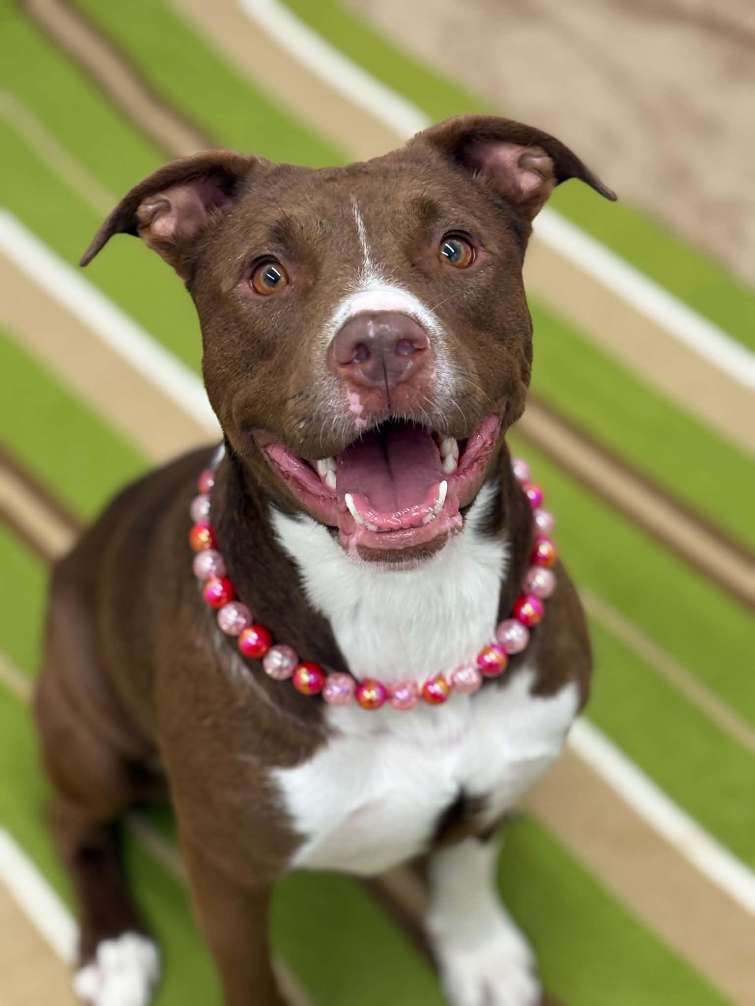 Ellie, Adoptable, Young Female Pit Bull Terrier & Mixed Breed.