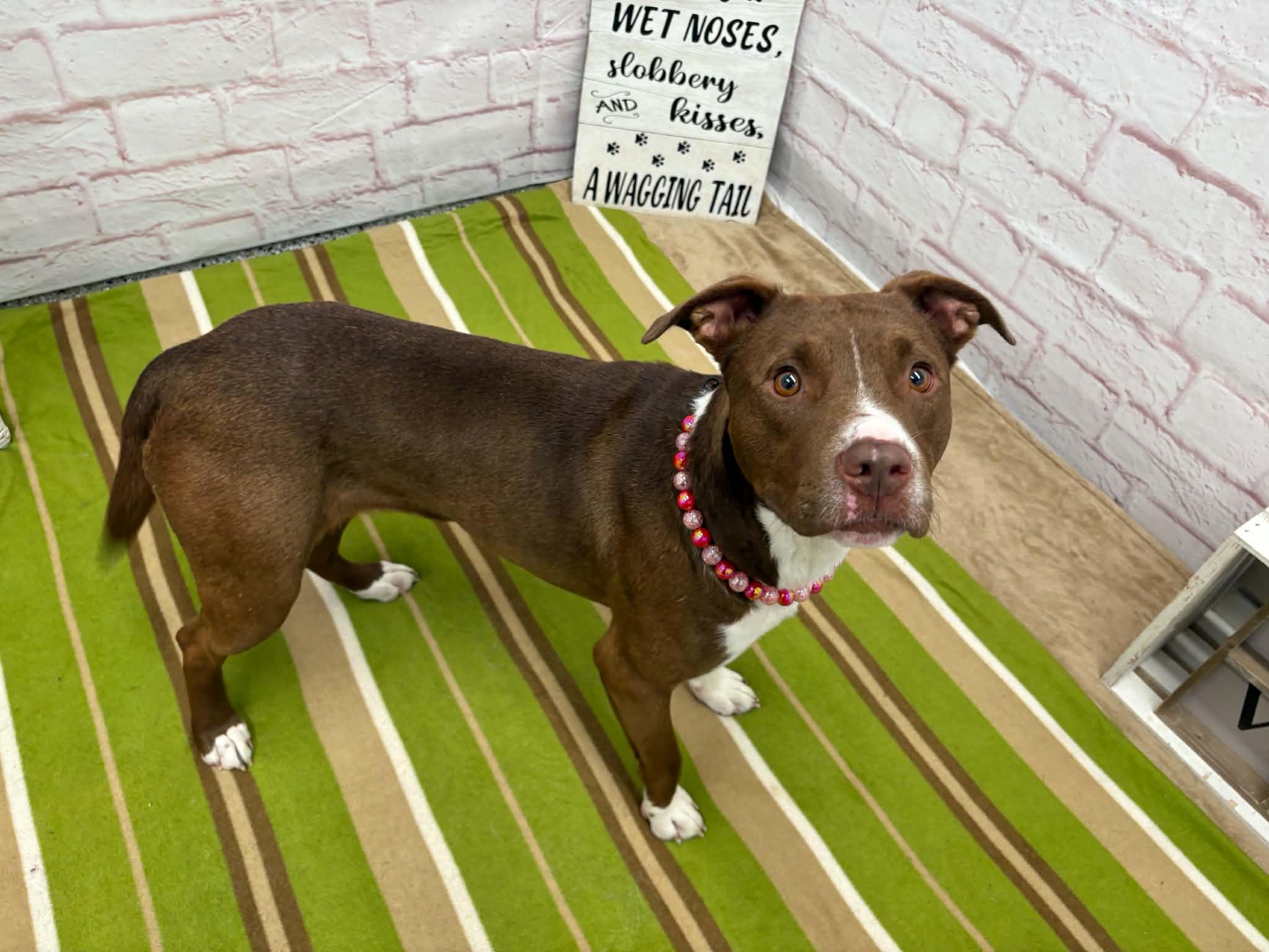 Enlarge Ellie, a Adoptable mixed breed in Oxford, MI image 3/6