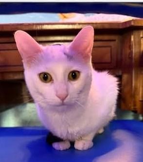 Enlarge Roberta, a ADOPTABLE Domestic Short Hair in Whitewater, WI image 5/5