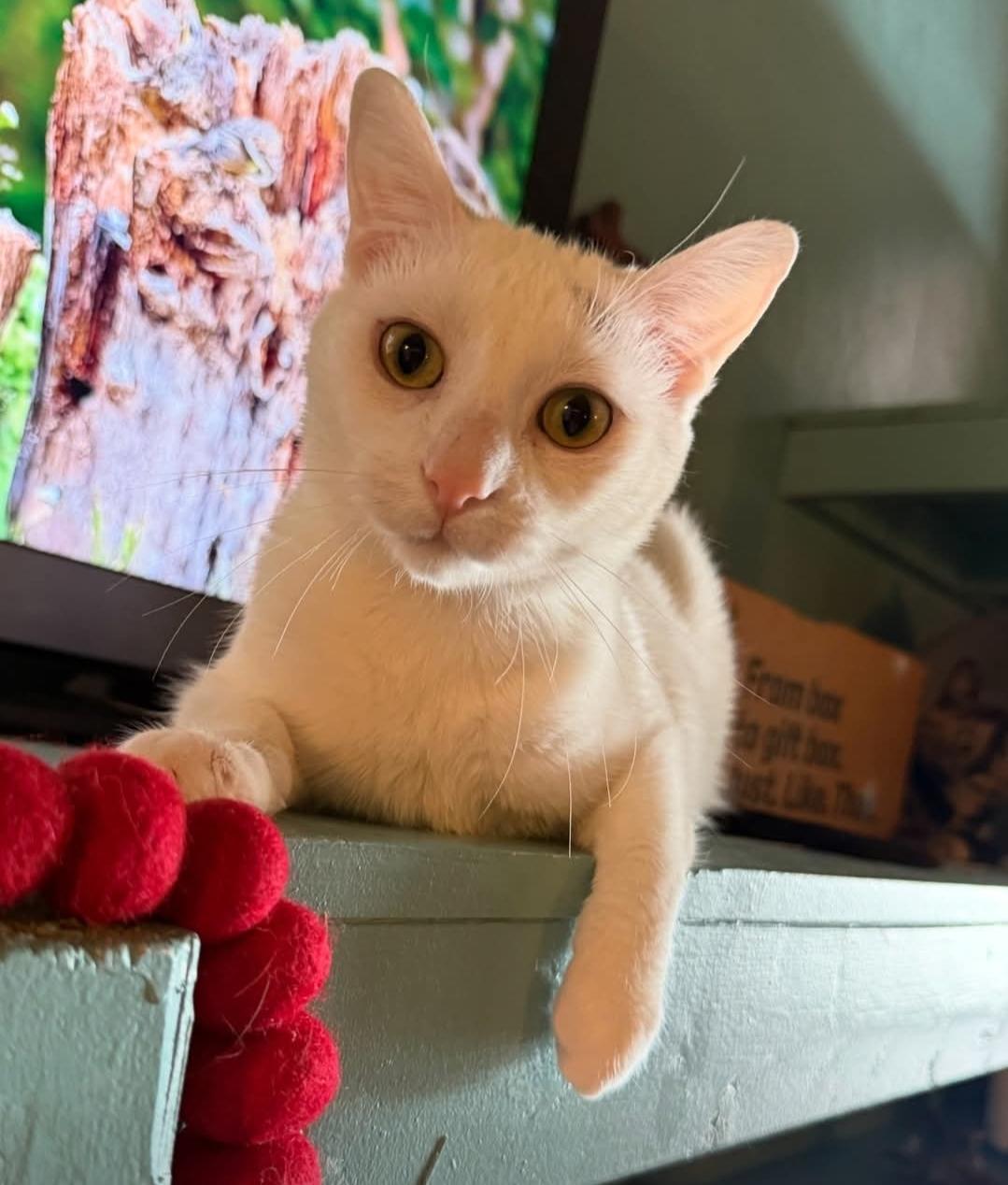 Enlarge Roberta, a ADOPTABLE Domestic Short Hair in Whitewater, WI image 1/5