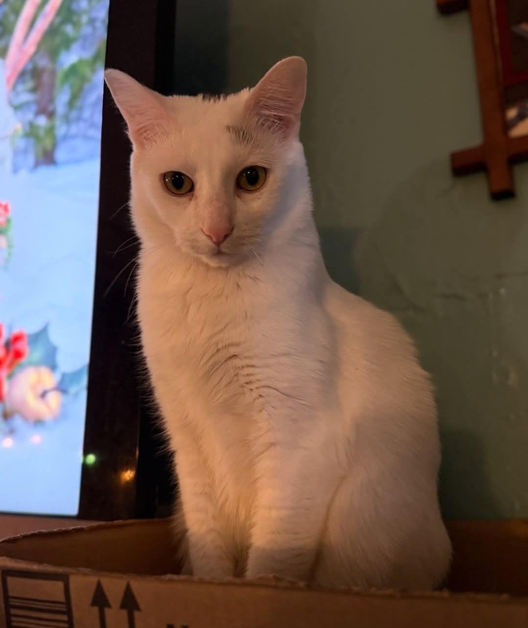 Enlarge Roberta, a ADOPTABLE Domestic Short Hair in Whitewater, WI image 4/5