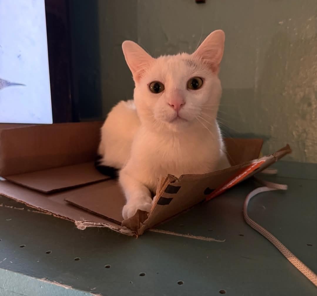 Enlarge Roberta, a ADOPTABLE Domestic Short Hair in Whitewater, WI image 3/5