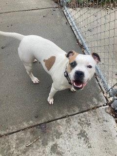 Enlarge Mia - Boxer/Pit Mix - #6, a Adoptable mixed breed in Mitchell, SD image 1/1