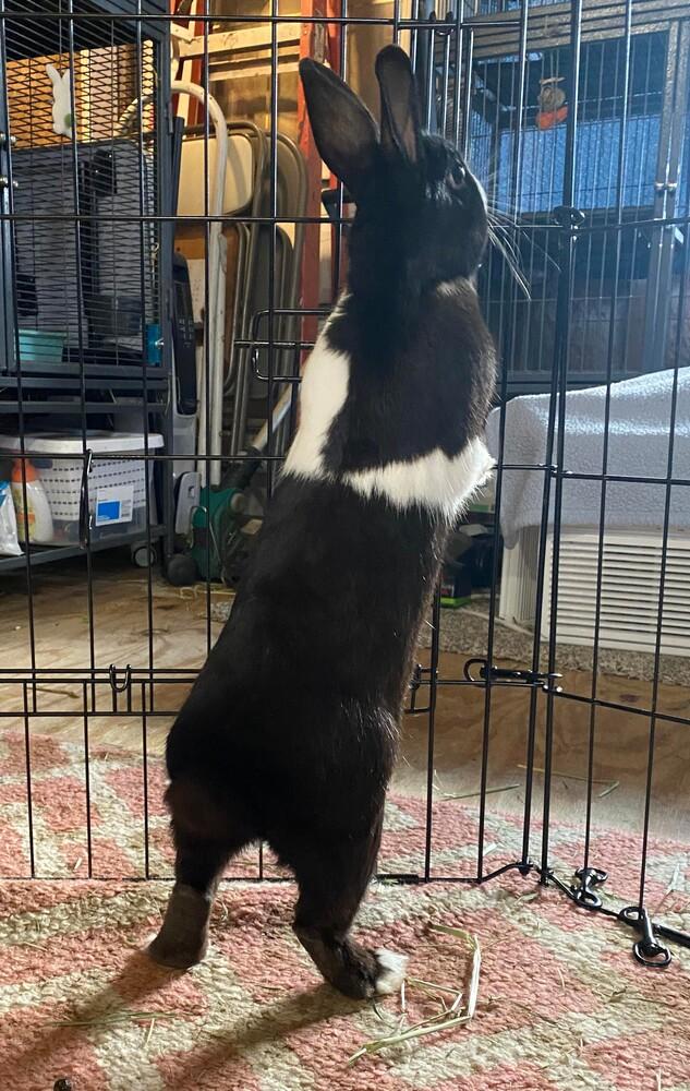 Kingston, Adoptable, Adult Male Dutch.