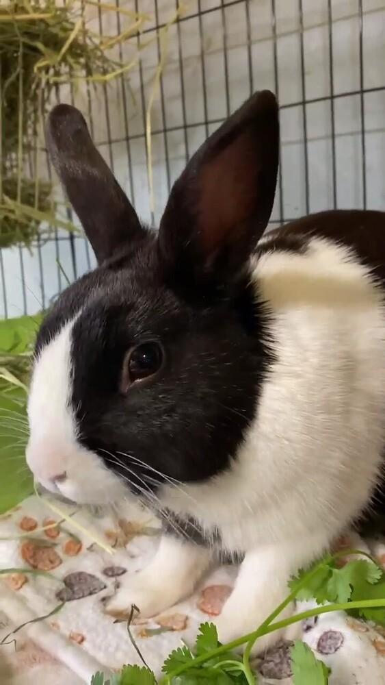 Kingston, a Adoptable Dutch in Dallas, PA image 2/3