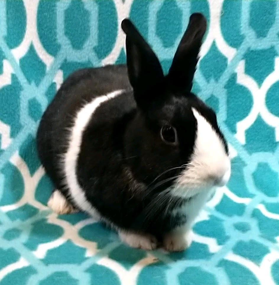 Kingston, a Adoptable Dutch in Dallas, PA image 3/3