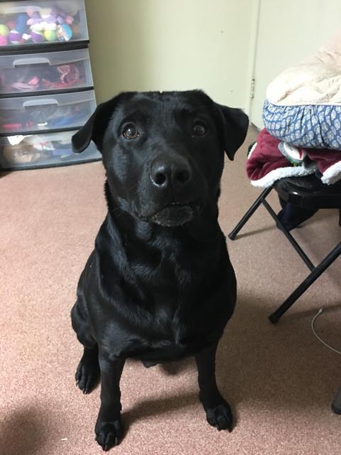 Shadow', Adopted, Senior Male Labrador Retriever.