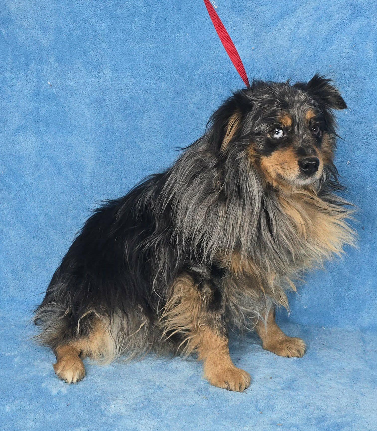 Dardanius thumbnail 2