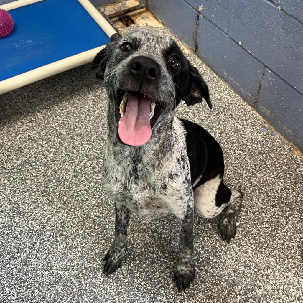 Dixie, Adoptable, Adult Female Australian Cattle Dog / Blue Heeler.