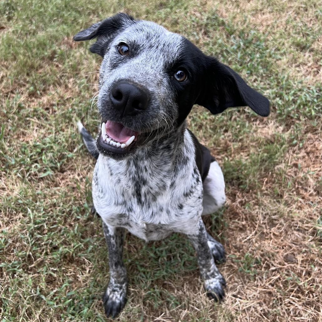 Dixie, a Adoptable Australian Cattle Dog / Blue Heeler in Stillwater, OK image 2/2