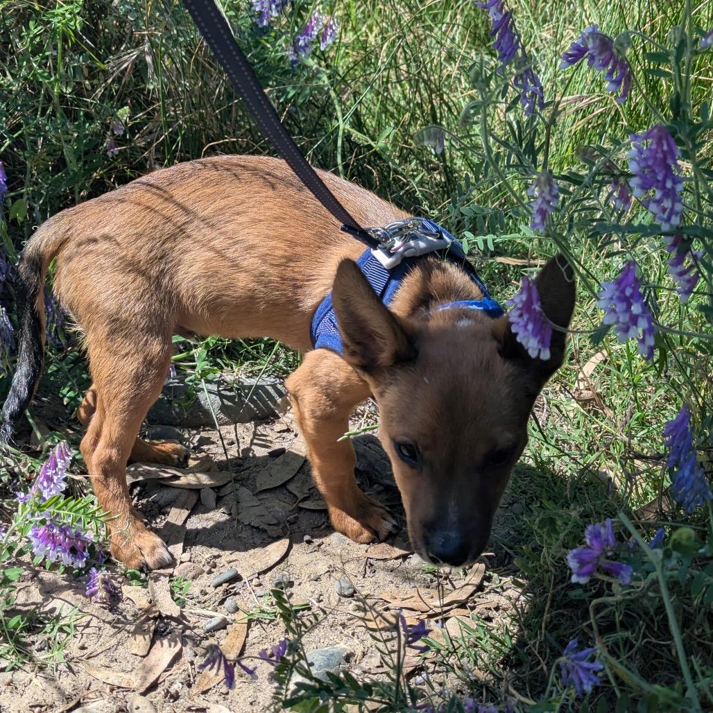Enlarge Cactus, a Adoptable mixed breed in Sacramento, CA image 1/6