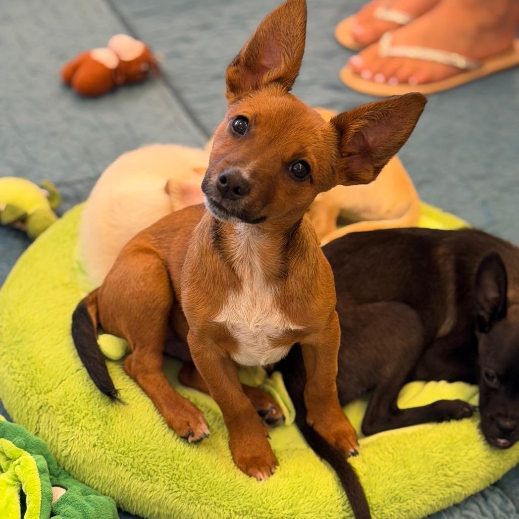 Enlarge Cactus, a Adoptable mixed breed in Sacramento, CA image 2/6