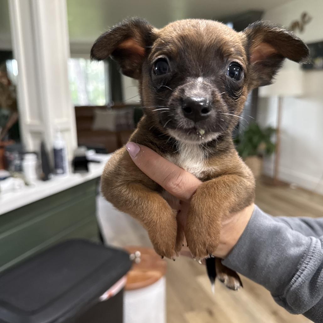 Enlarge Cactus, a Adoptable mixed breed in Sacramento, CA image 1/2