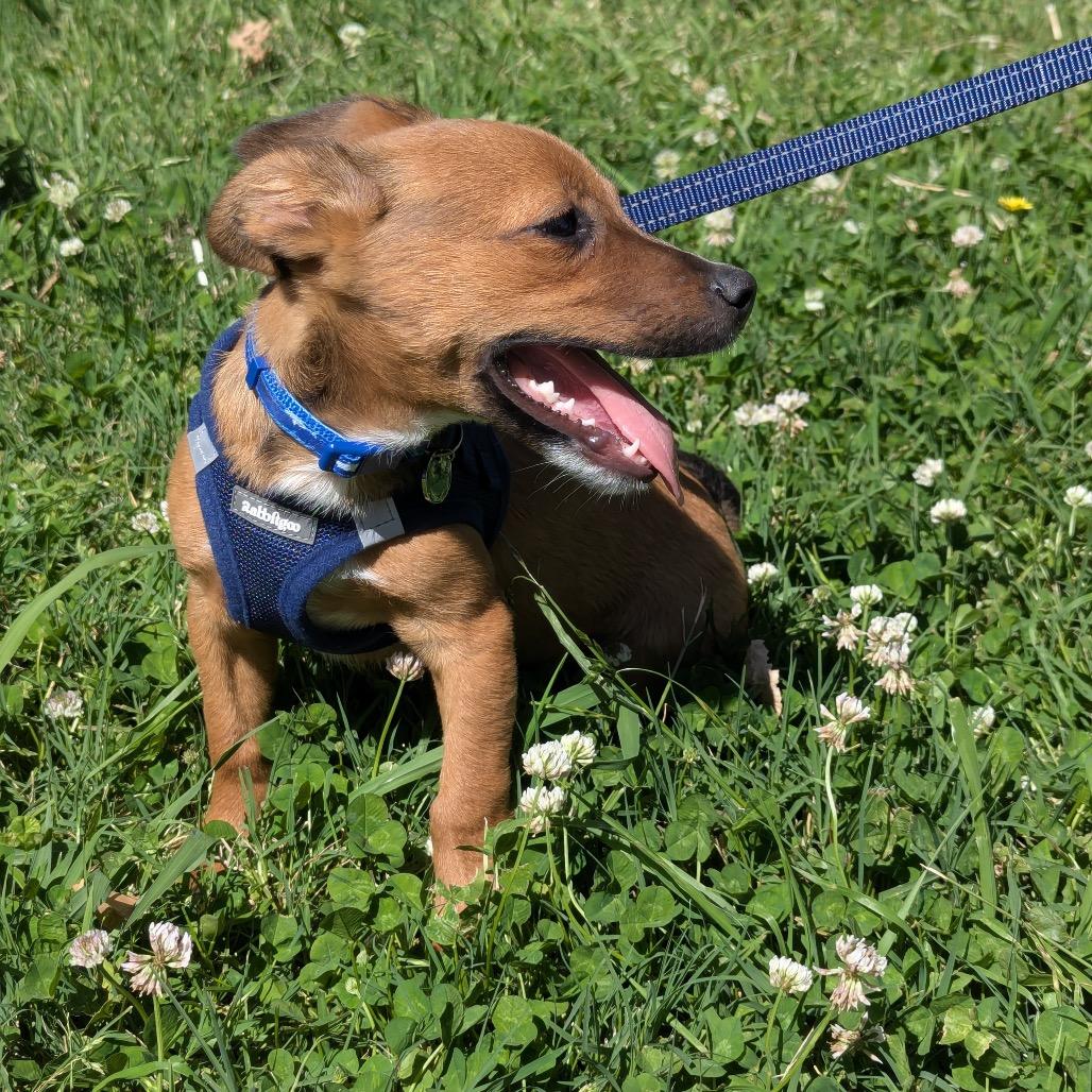 Enlarge Cactus, a Adoptable mixed breed in Sacramento, CA image 4/6
