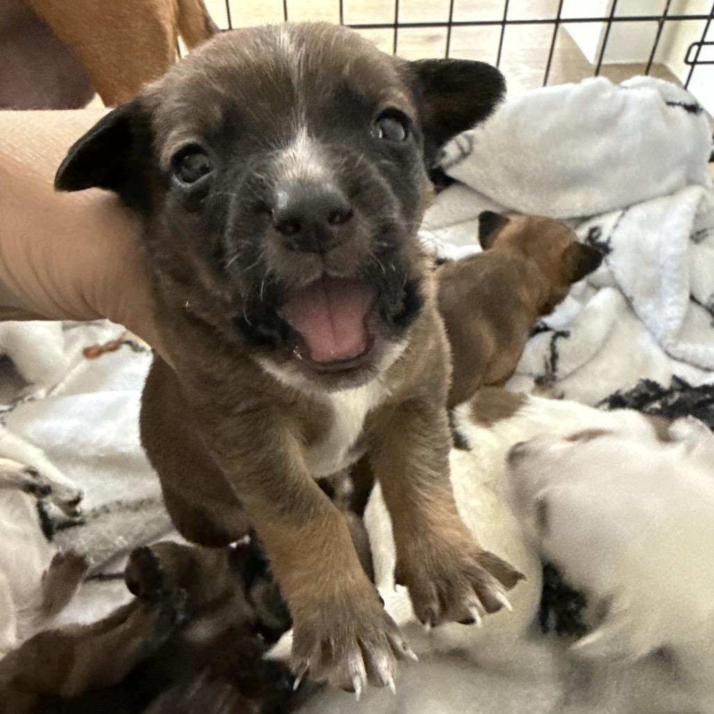 Enlarge Cactus, a Adoptable mixed breed in Sacramento, CA image 2/2