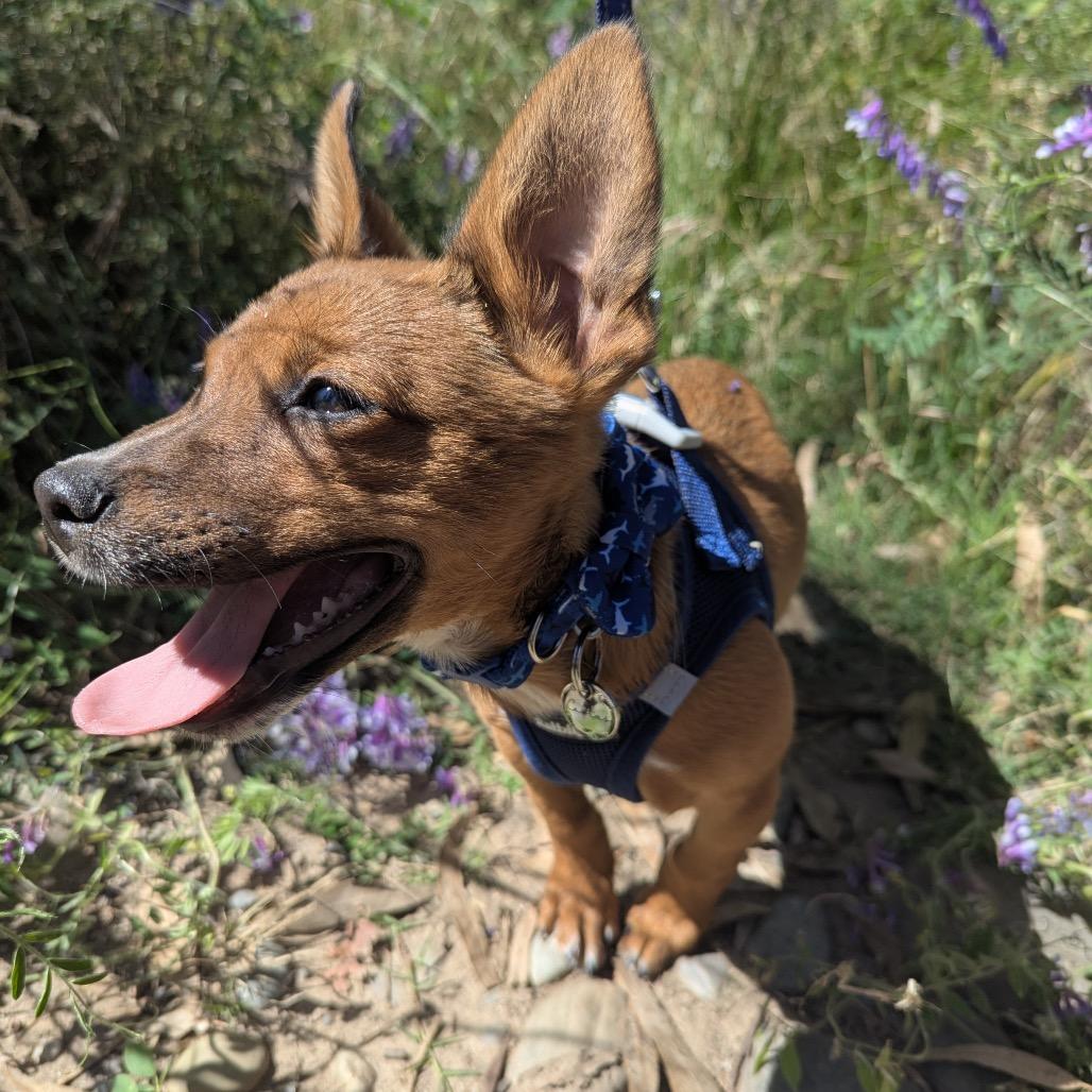 Enlarge Cactus, a Adoptable mixed breed in Sacramento, CA image 6/6