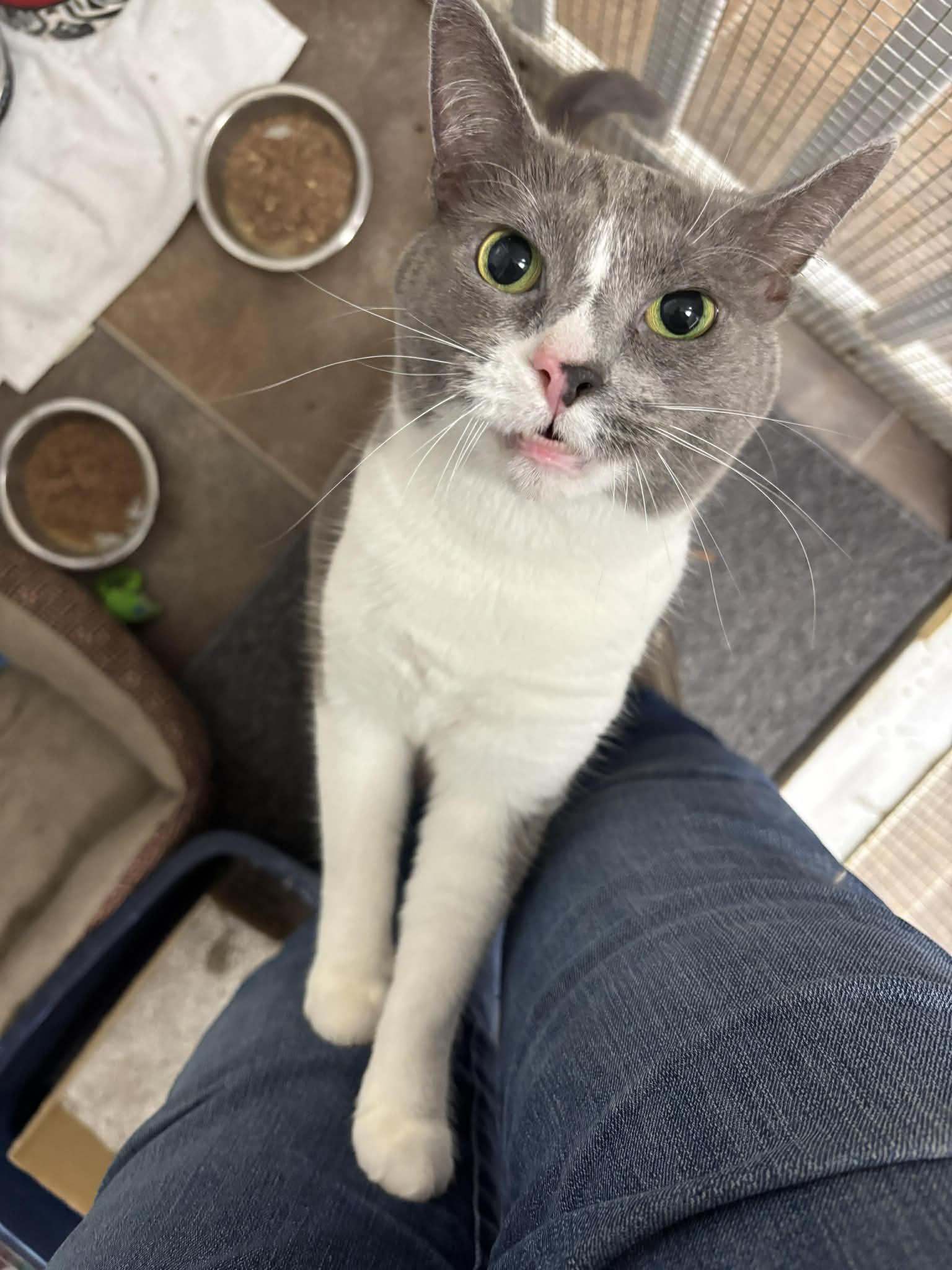 Tessa, adopted, Adult Female Domestic Short Hair.
