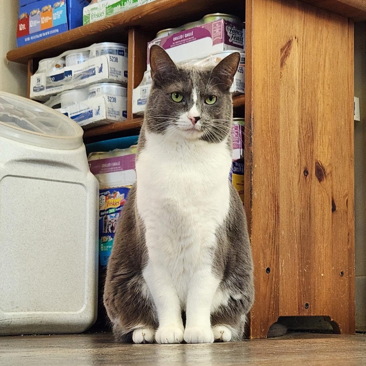 Tessa, an adopted Domestic Short Hair in Queenstown, MD image 4/6