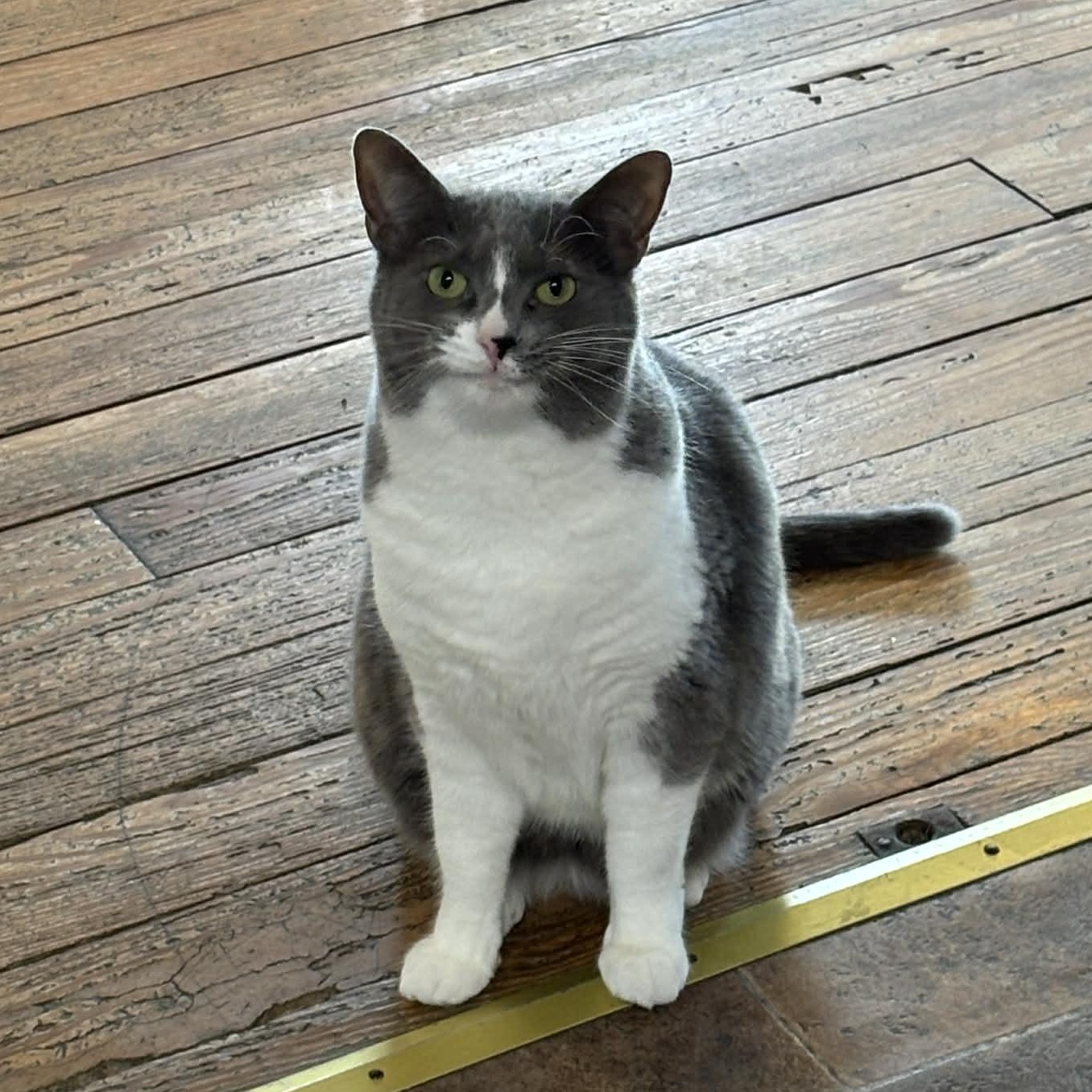 Tessa, an adopted Domestic Short Hair in Queenstown, MD image 6/6