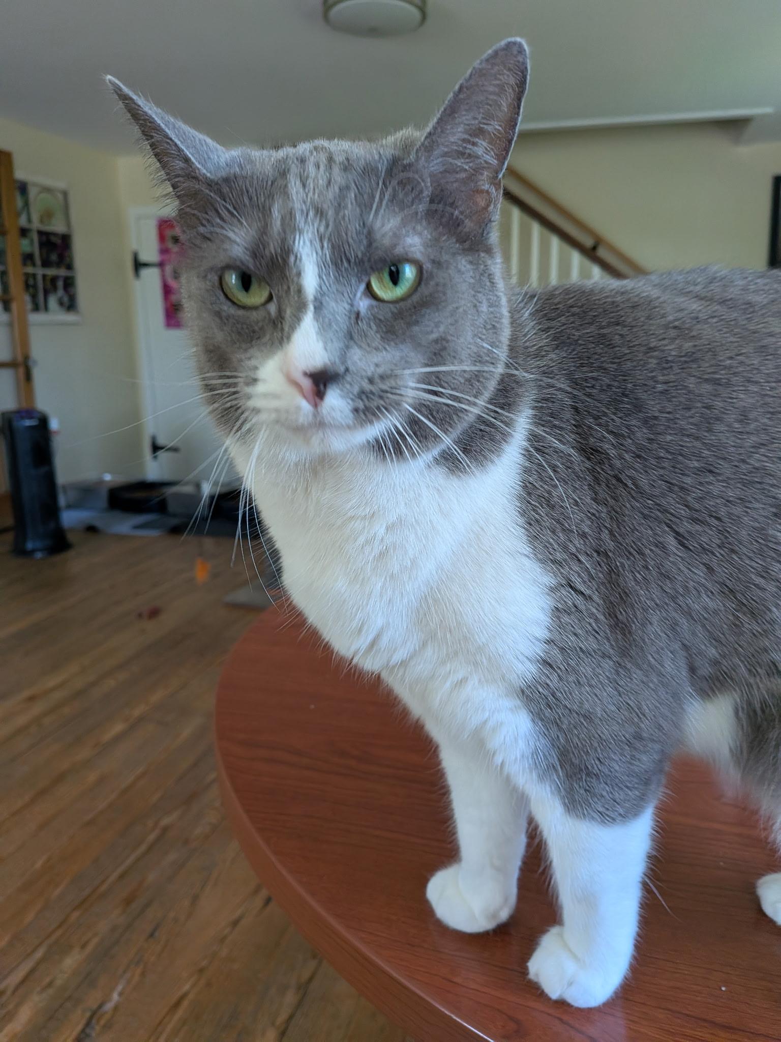 Tessa, an adopted Domestic Short Hair in Queenstown, MD image 5/6