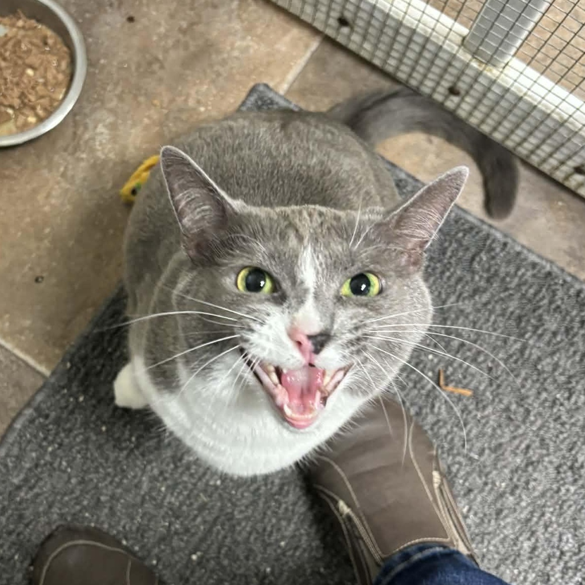 Tessa, an adopted Domestic Short Hair in Queenstown, MD image 3/6