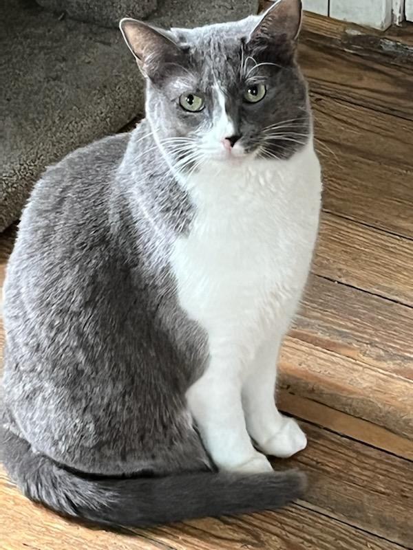 Tessa, an adopted Domestic Short Hair in Queenstown, MD image 2/6