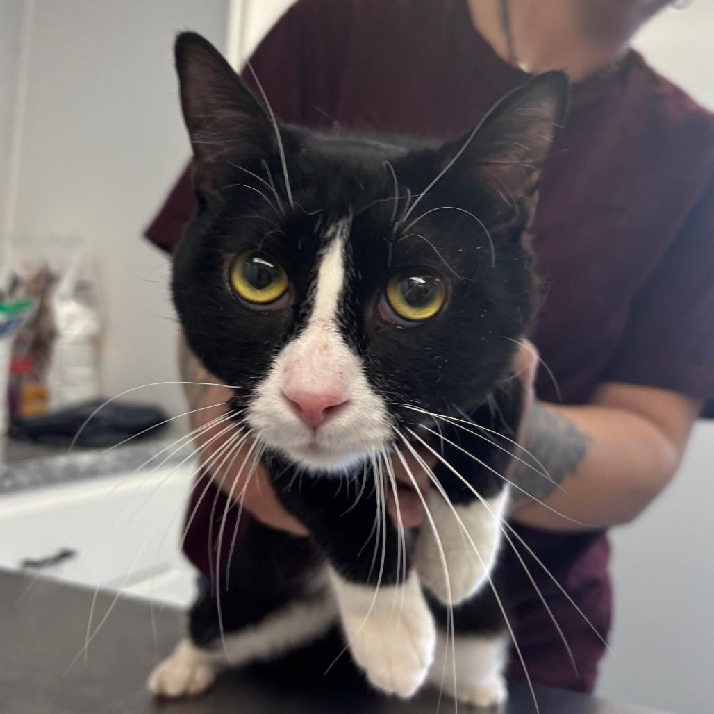 Enlarge Bathtub, a Adoptable Domestic Short Hair in Watertown, NY image 1/3