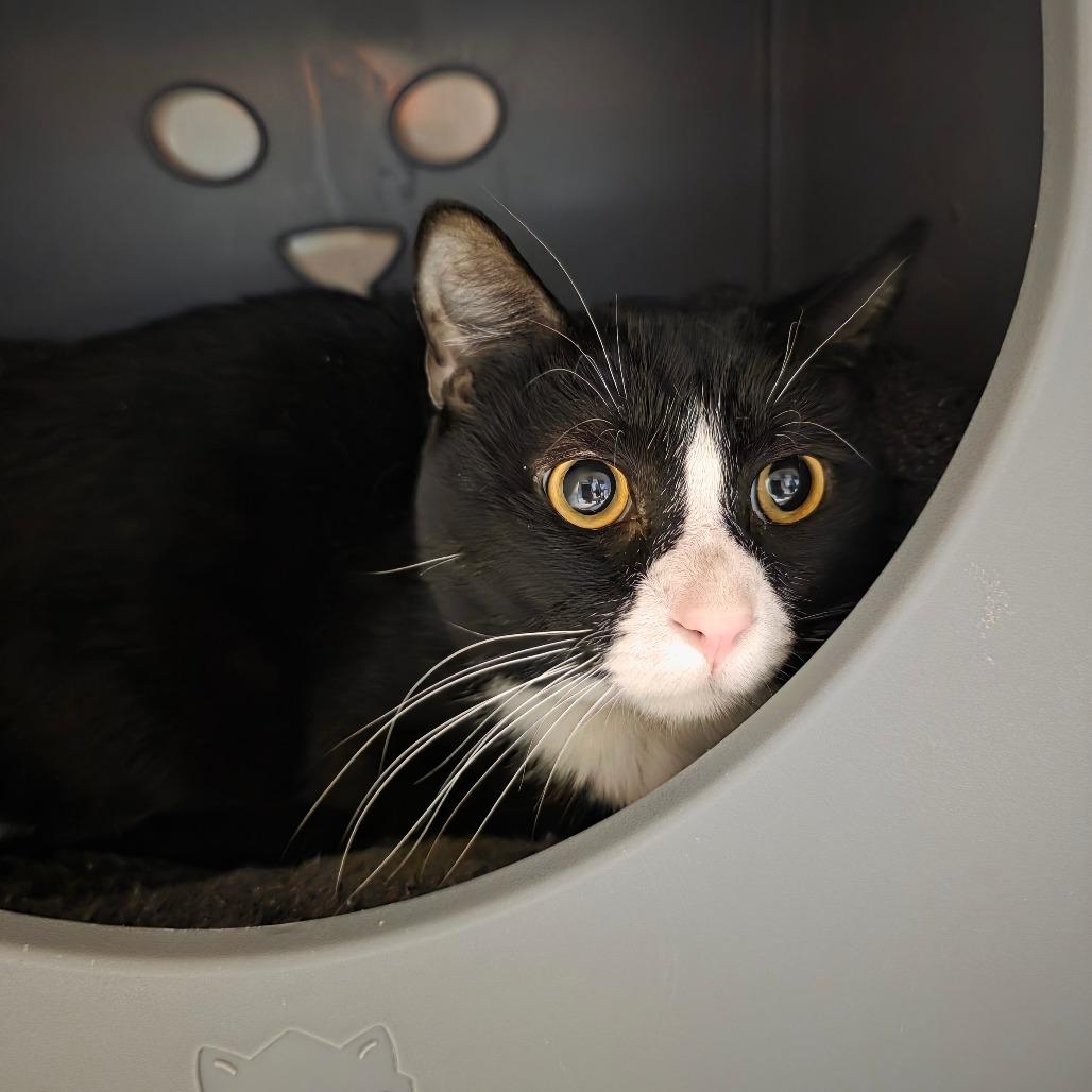 Enlarge Bathtub, a Adoptable Domestic Short Hair in Watertown, NY image 2/3