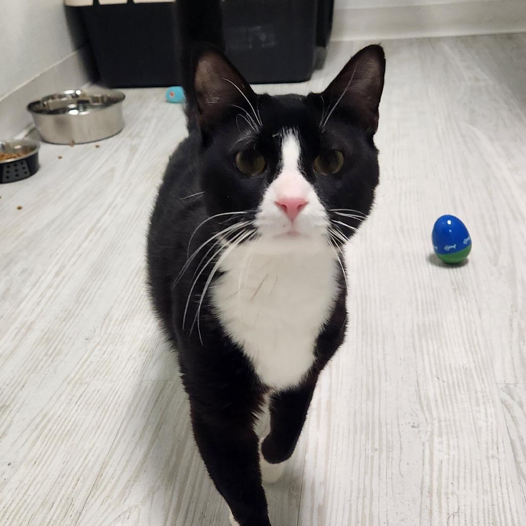 Enlarge Bathtub, a Adoptable Domestic Short Hair in Watertown, NY image 3/3