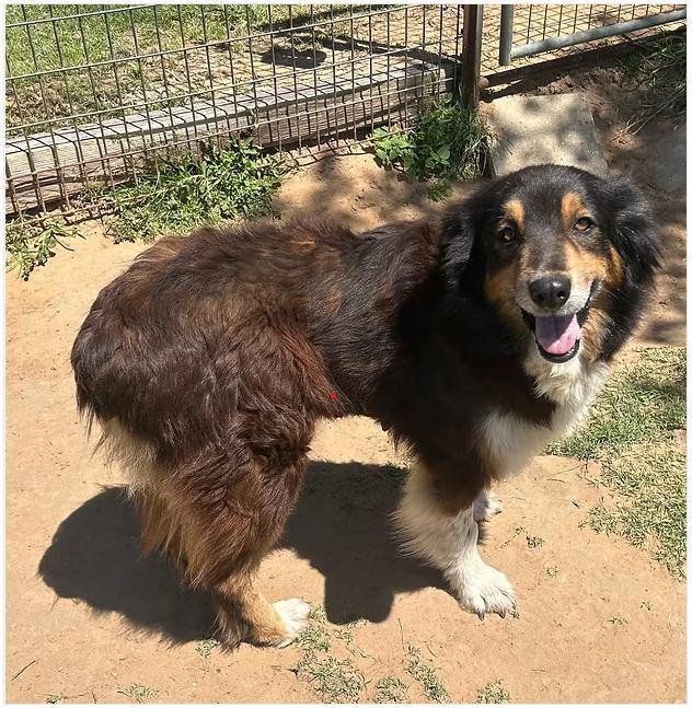Enlarge Raven, a ADOPTABLE Australian Shepherd in Granbury, TX image 1/1
